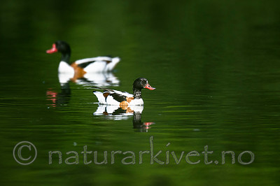 BB 13 0537 / Tadorna tadorna / Gravand